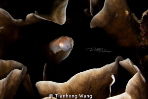 OCEAN DREAM
The coral with wrinkles around symbolises th... by Tianhong Wang 